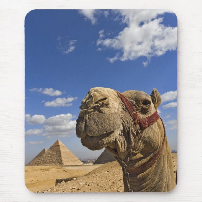 Kamel framför pyramiderna i Giza, Egypten, Musmatta (Framsidan)