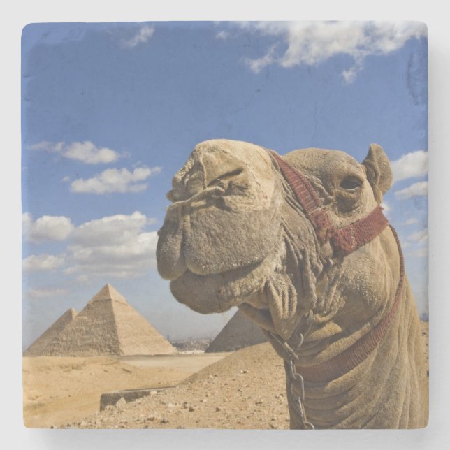 Kamel framför pyramiderna i Giza, Egypten, Stenunderlägg (Framsidan)