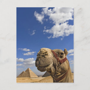 Kamel framför pyramiderna i Giza, Egypten, Vykort