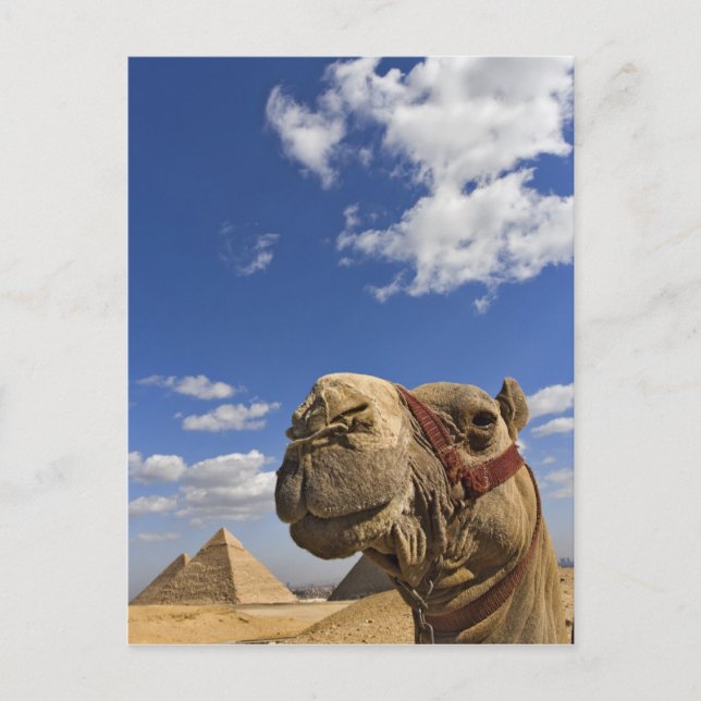 Kamel framför pyramiderna i Giza, Egypten, Vykort (Framsida)
