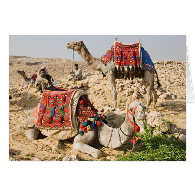 Kamel Hälsningskort (Framsidan Horizontal)