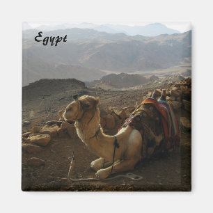 Kamel i Egypten Magnet