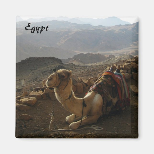 Kamel i Egypten Magnet (Framsidan)