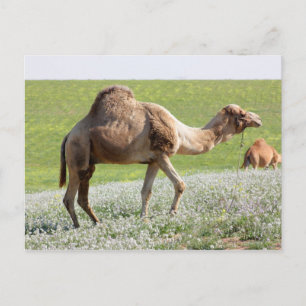 Kamel i en grönt som blommar fält vykort