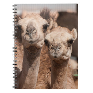 Kamel i kamelmarknaden i Al Ain nära Dubai Anteckningsbok Med Spiral