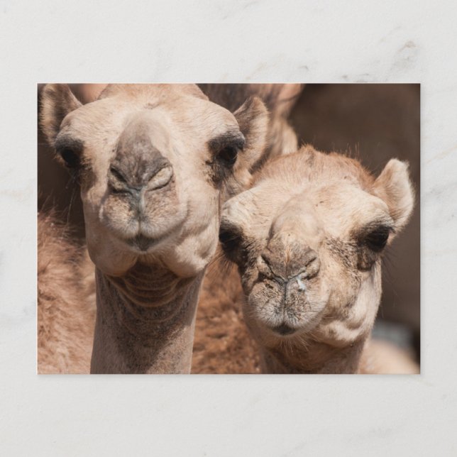 Kamel i kamelmarknaden i Al Ain nära Dubai Vykort (Framsida)