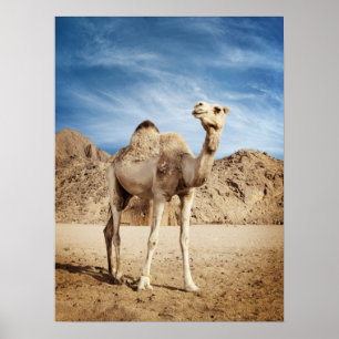 Kamel i öken poster