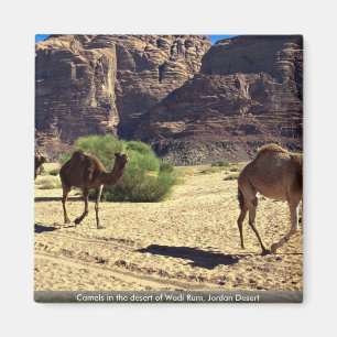 Kamel i öknen av Wadirom, Jordanienöken Magnet