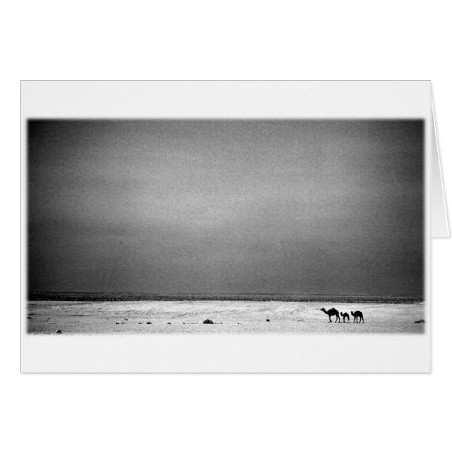 Kamel i öknen - Jordanien 1990 Hälsningskort (Framsidan Horizontal)