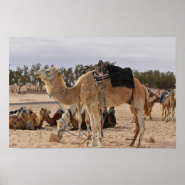 Kamel i öknen. Tunisien. Poster