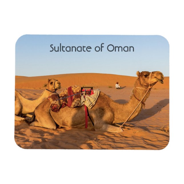 Kamel i Omans öken Magnet (Horisontell)