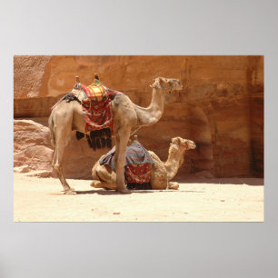 Kamel i Petra Poster