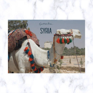 Kamel i Syrien Vykort