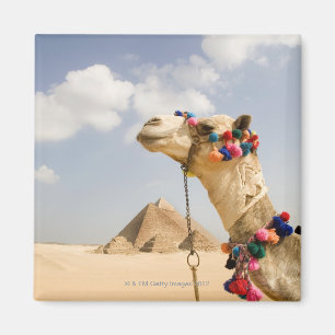 Kamel med pyramider Giza, egypten Magnet
