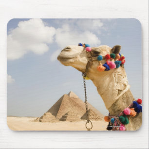Kamel med pyramider Giza, egypten Musmatta