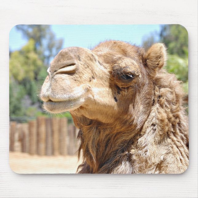 Kamel Mousepad Musmatta (Framsidan)