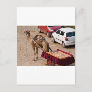 Kamel och bil vykort