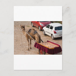 Kamel och bil vykort