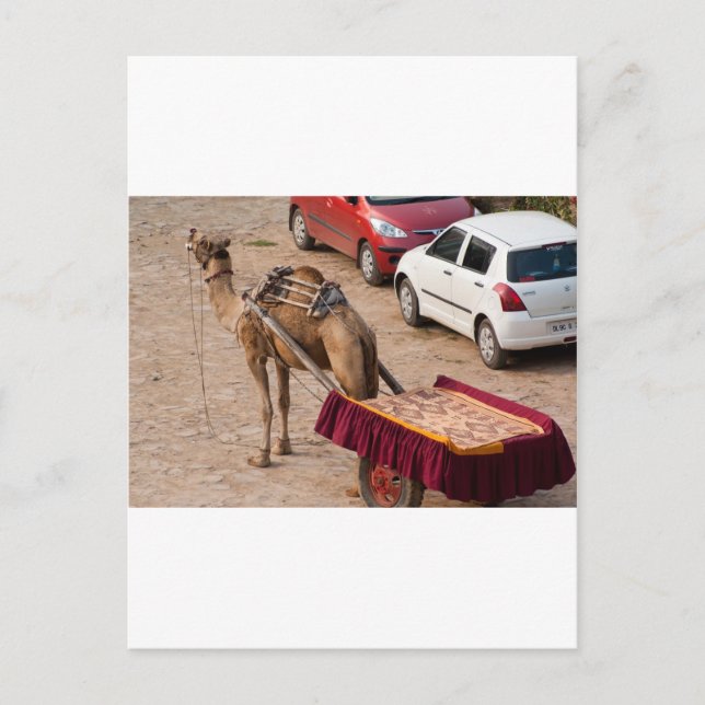 Kamel och bil vykort (Framsida)