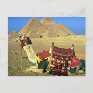 Kamel och pyramider, Kairo, Egypten Vykort