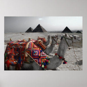 Kamel på pyramiderna poster