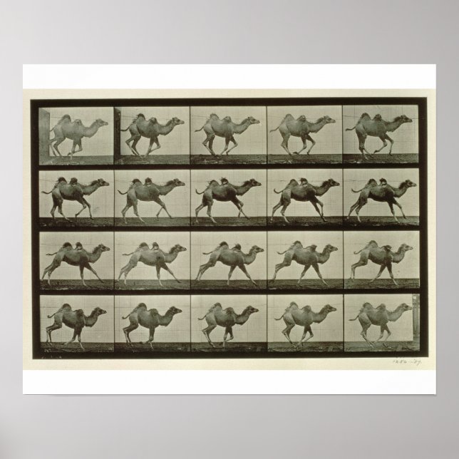 Kamel, platta från "Animal Locomotion", 1887 (b/w  Poster (Framsidan)