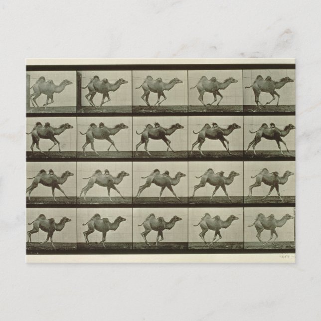 Kamel, platta från "Animal Locomotion", 1887 (b/w  Vykort (Framsida)