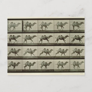 Kamel, platta från "Animal Locomotion", 1887 (b/w Vykort
