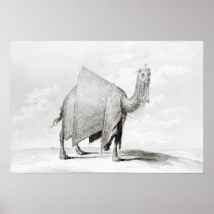 Kamel Poster