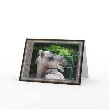 Kamelansikte får väl önskemål