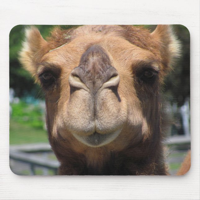 Kamelansikte Musmatta (Framsidan)
