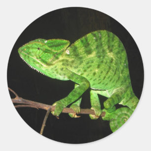 Kameleont (Chamaeleozeylanicus) Runt Klistermärke