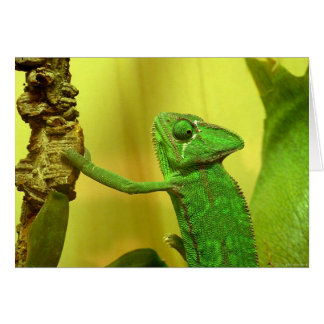 Kameleont Hälsningskort