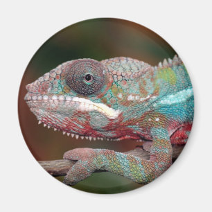 kameleont magnet