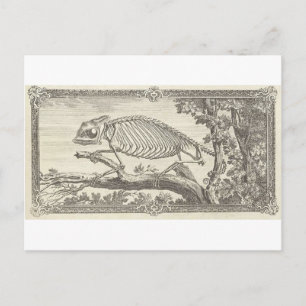Kameleont skelett illustration vykort