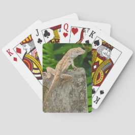 Kameleontmaster Casinokort