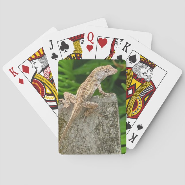 Kameleontmaster Casinokort (Baksidan)