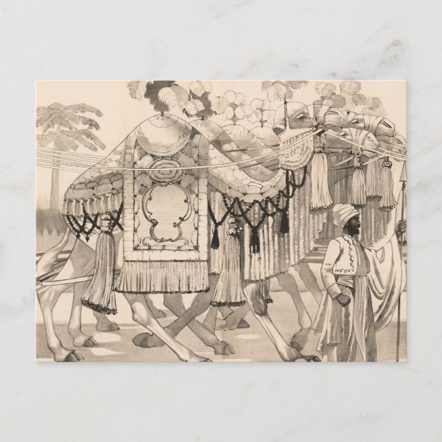 Kameler som går iklädda kostym vykort (Framsida)