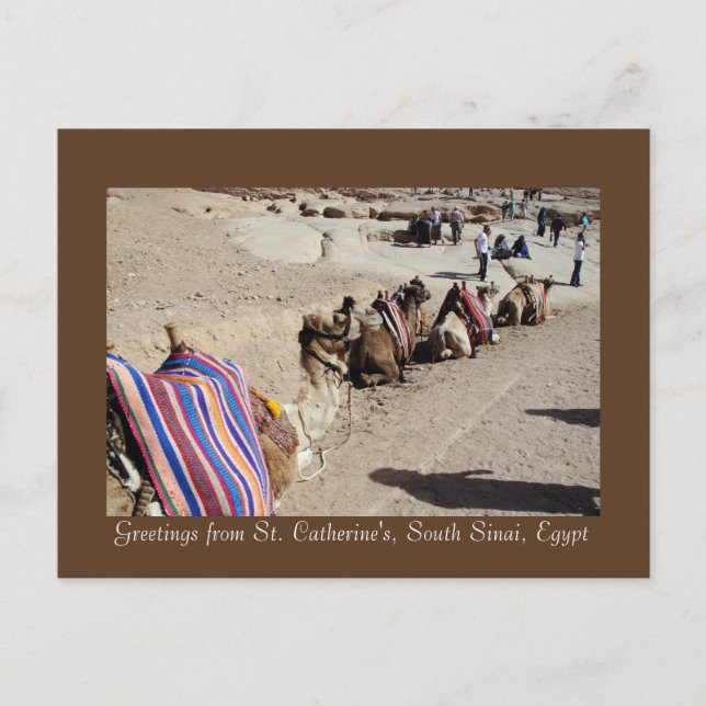 Kameler vid St. Catherine's Vykort (Framsida)