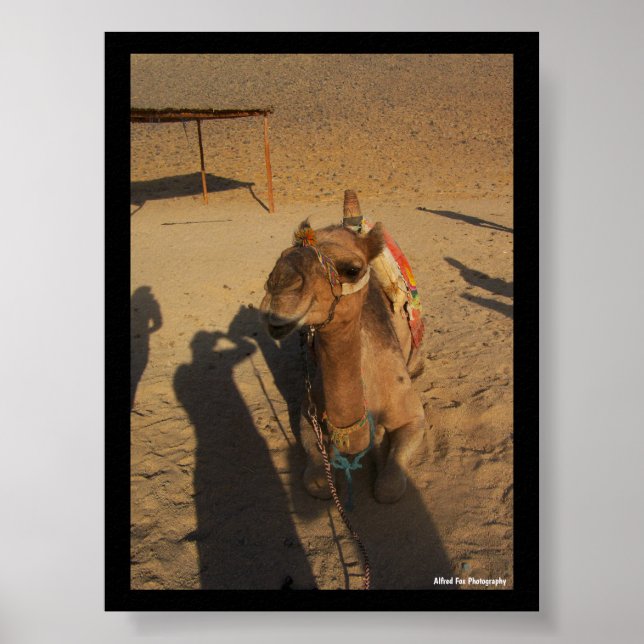 Kamelfotografering Poster (Framsidan)