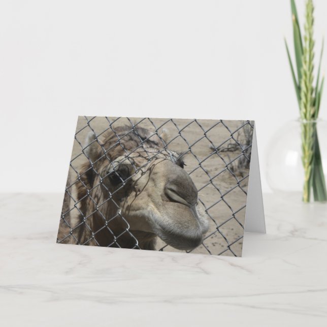 Kamelhejkort Kort (Framsida)