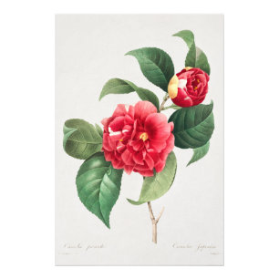 Kameliaväxter, Pierre-Joseph Redouté, 1833 Fototryck