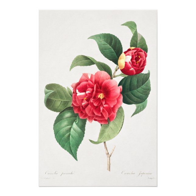 Kameliaväxter, Pierre-Joseph Redouté, 1833 Fototryck (Framsidan)