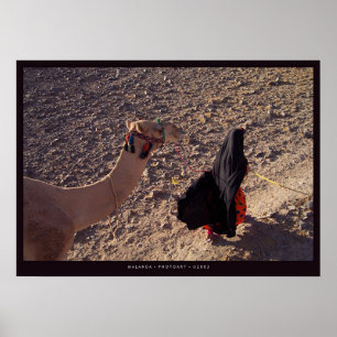 Kamellåda i Egypten Poster
