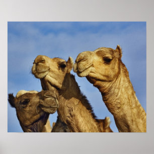 Kamellamarknad, kamelmarknad, Kairo, Egypten Poster