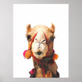 Kamelöksdjur porträtt poster