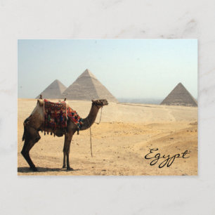 kamelpyramid vykort