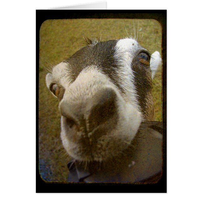 Kamera Yum! Hälsningskort (Framsidan)