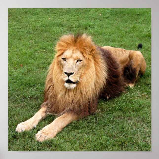 Kameron 1 11 x 11 poster (Framsidan)