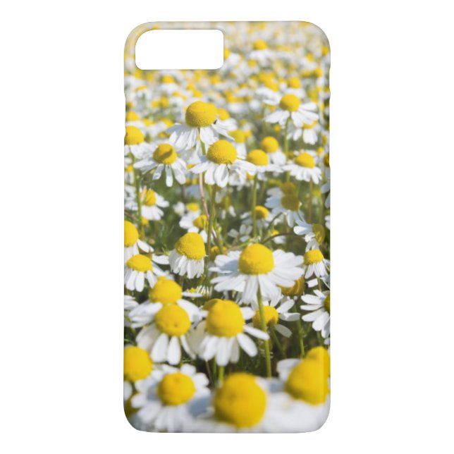 Kamilleblomma närbild, Ungern Case-Mate iPhone Skal (Baksida)